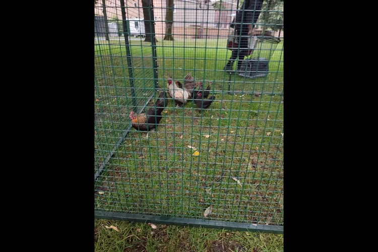 Gemeente Breda moet stoppen met vergassen van kippen