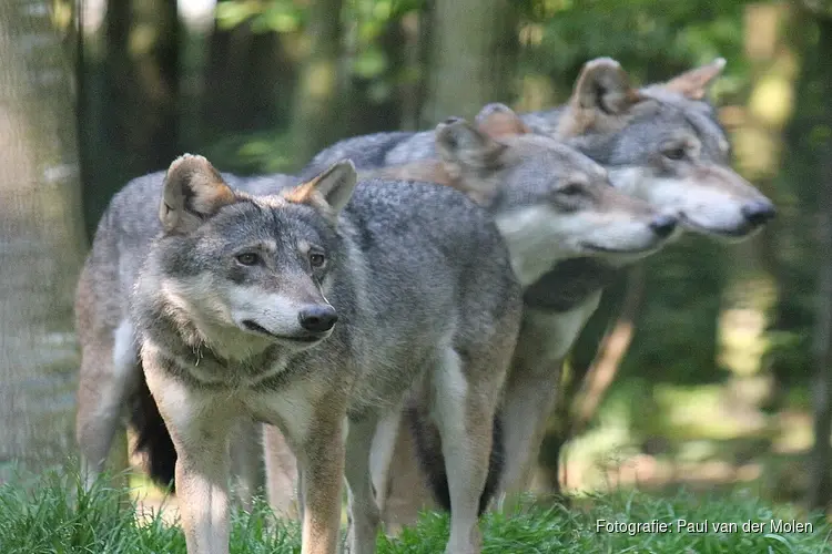 Provincie Noord-Brabant verruimt subsidieregeling voorkomen wolvenschade